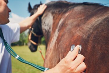 Tierarzthaftung für fehlerhafte Behandlung eines Pferdes