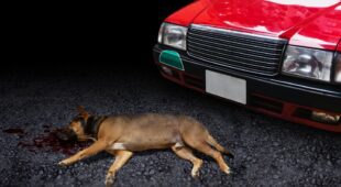 Fahrzeugkollision eines Fahrzeugs mit einem Hund – Haftungsabwägung