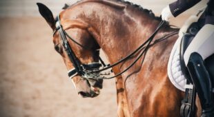 Kauf eines Dressurpferdes – Rücktritt aufgrund eines Sachmangels