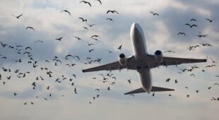 Fluggastrechte bei großer Verspätung – Vogelschlags auf einem Vorflug