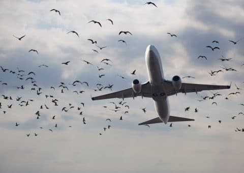 Fluggastrechte bei großer Verspätung - Vogelschlags auf einem Vorflug