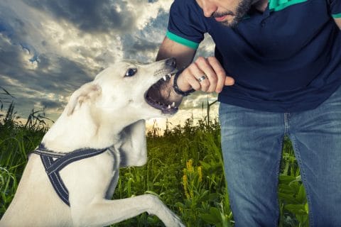 Tierhalterhaftung - überwiegendes Mitverschulden des Geschädigten