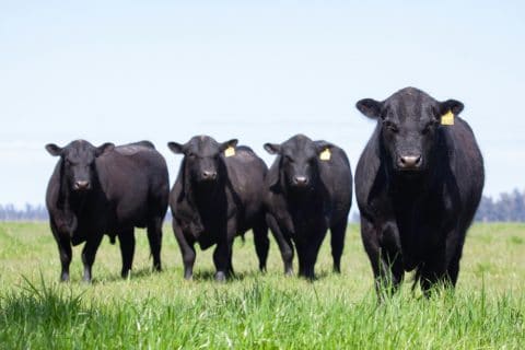 Verkehrssicherungspflichtverletzung: Ausbruch von Rindern aus einer Weide infolge einer Treibjagd