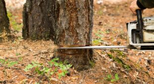 Rechtswidrige Fällung eines Baumes – Schadenersatz