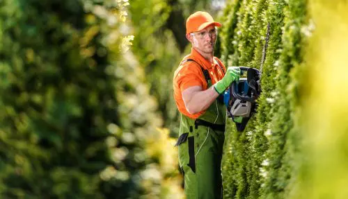 Thuja-Hecken müssen gesetzlichen Grenzabstand einhalten