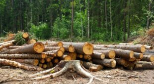 Warnhinweise und Sicherungsmaßnahmen bei Baumfällarbeiten an Forstweg