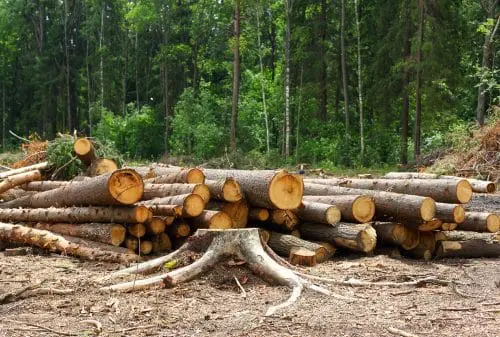 Warnhinweise und Sicherungsmaßnahmen bei Baumfällarbeiten an Forstweg
