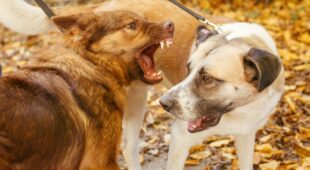 Tierhalterhaftung – Haftungsverteilung bei einer Auseinandersetzung zwischen Hunden