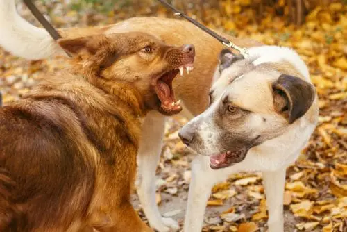 Tierhalterhaftung - Haftungsverteilung bei einer Auseinandersetzung zwischen Hunden