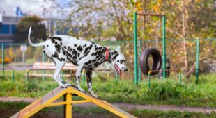 Hundespielplatz – Mitverschulden eines Geschädigten im Rahmen der Tierhalterhaftung
