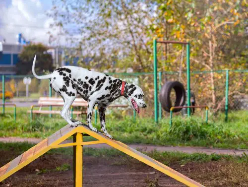 Hundespielplatz - Mitverschulden eines Geschädigten im Rahmen der Tierhalterhaftung