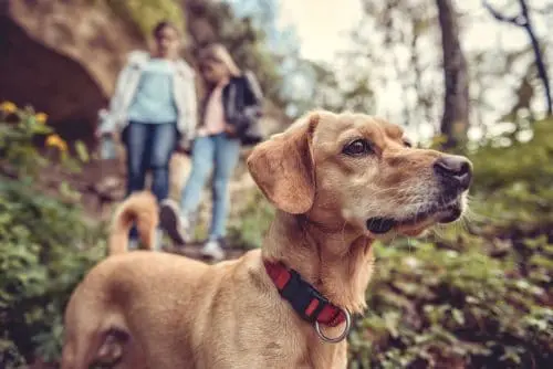 Tierhalterhaftung für freilaufenden Hund auf Waldweg