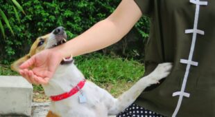 Tierhalterhaftung – Mitverschulden bei Hundebissverletzung