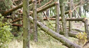 Waldbesitzerhaftung für waldtypische Gefahr eines Ast- oder Stammbruches