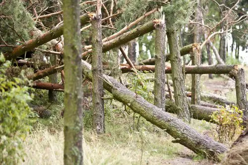 Waldbesitzerhaftung für waldtypische Gefahr eines Ast- oder Stammbruches