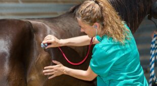 Tierarzthaftung – Beweislast für Abweichung vom medizinisch begründeten Erfahrungssatz