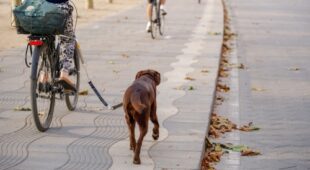 Radfahrersturz – Unfallursächlichkeit der Tiergefahr zweier rangelnder Hunde