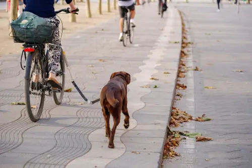 Radfahrersturz - Unfallursächlichkeit der Tiergefahr zweier rangelnder Hunde