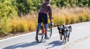 Tierhalterhaftung – Schmerzensgeld durch einen Hund verursachten Fahrradunfall