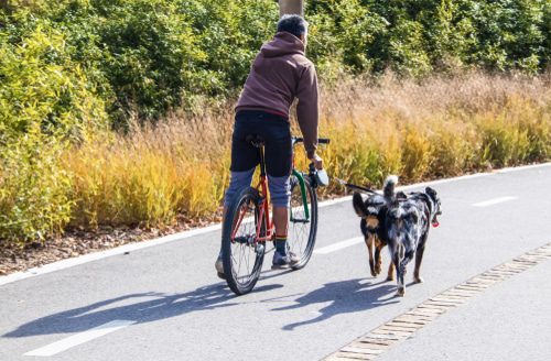 Tierhalterhaftung - Schmerzensgeld durch einen Hund verursachten Fahrradunfall