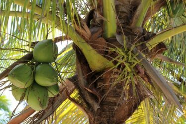 Reiseveranstalterhaftung – angebliche Verletzung eine herabfallende Kokosnuss