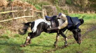 Tierhalterhaftung – Sturzunfall eines Reiters bei Ausbrechen eines Reitpferdes