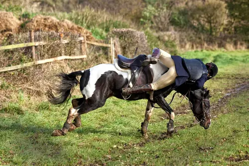 Tierhalterhaftung - Sturzunfall eines Reiters bei Ausbrechen eines Reitpferdes
