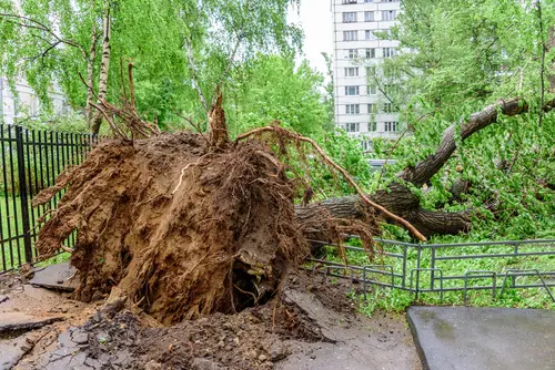 Verkehrssicherungspflichtverletzung bei Schadenseintritt durch einen umgestürzten Baum