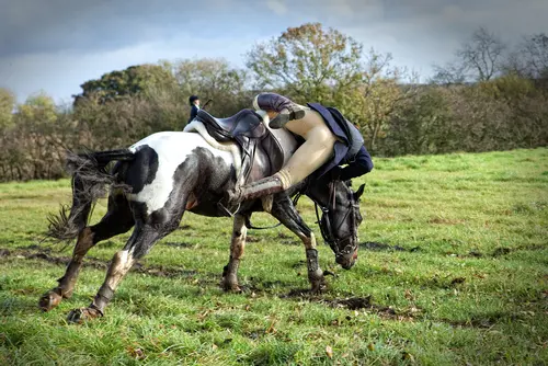 Reitunfall - Beweislast - Schaden auf tierische Natur des Pferdes zurückzuführen