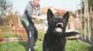 Ordnungsverfügung gegen Hundehalter nach Beißvorfall