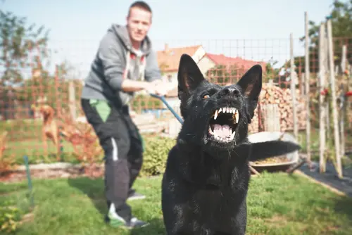 Ordnungsverfügung gegen Hundehalter nach Beißvorfall