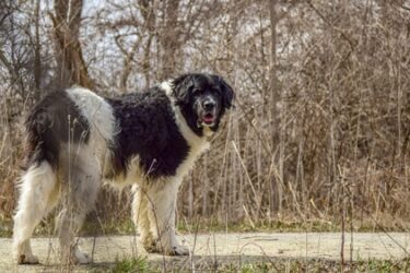Tierhalterhaftung – Ängste oder Leiden eines Hundes begründen keinen Schmerzensgeldanspruch