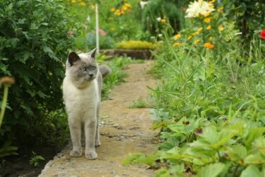 Unterlassungsanspruch wegen Betreten des Grundstücks durch Nachbars-Katzen in ländlicher Region