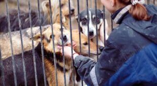 Wegnahme von Hunden und Verbringung in ein Tierheim – Unterbringungskosten