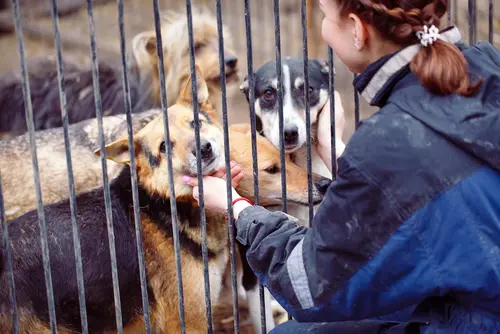 Wegnahme von Hunden und Verbringung in ein Tierheim – Unterbringungskosten