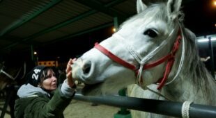 Pferdekauf – Kaufgewährleistungshaftung und Haftung Tierarzthaftung für  Ankaufsuntersuchung