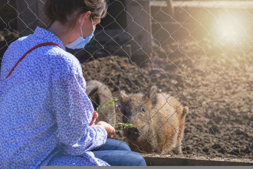 Schließung eines zoologischen Gartens während der Corona-Pandemie