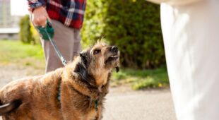 Tierhalterhaftung – Berücksichtigung der mitwirkenden Tiergefahr des verletzten Hundes