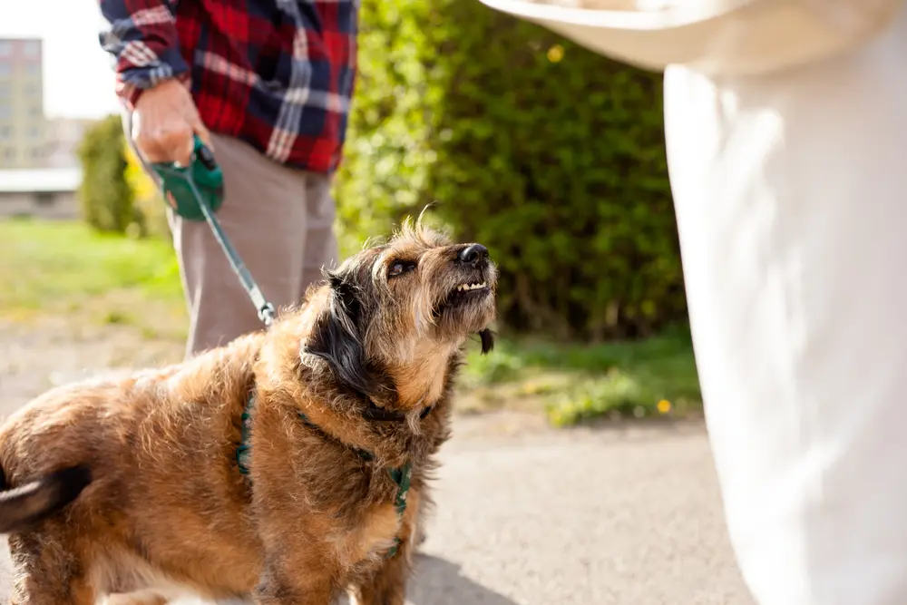 Tierhalterhaftung - Berücksichtigung der mitwirkenden Tiergefahr des verletzten Hundes