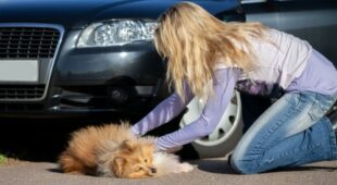 Verkehrsunfall – Schmerzensgeldanspruch eines Tierhalters wegen Tötung eines Hundes