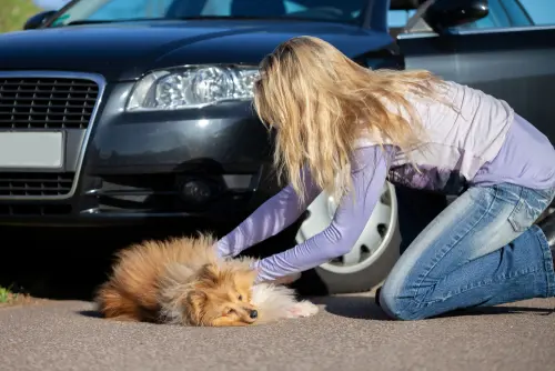 Verkehrsunfall - Schmerzensgeldanspruch eines Tierhalters wegen Tötung eines Hundes