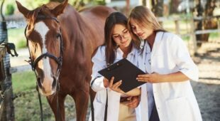 Pferdekauf – Sekundärhaftung Tierarzt bei Übersehen einer Erkrankung bei der Ankaufsuntersuchung