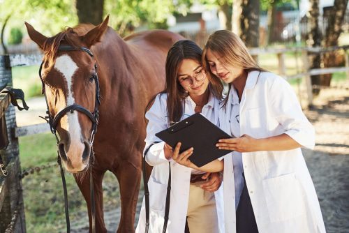 Pferdekauf - Sekundärhaftung Tierarzt bei Übersehen einer Erkrankung bei der Ankaufsuntersuchung