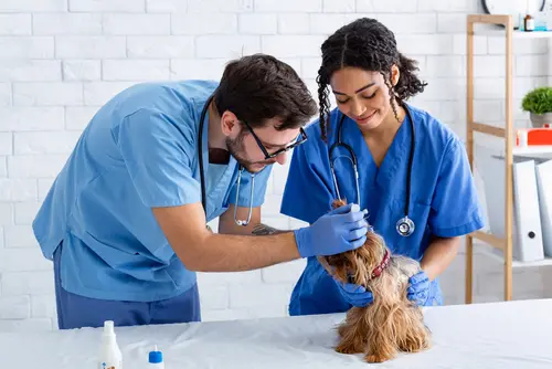 Tierarzt - Beweisregeln für Haftung eines Humanmediziners wegen groben Behandlungsfehlers