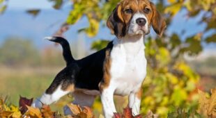 Tierüberlassungsvertrag – Vertragsstrafeversprechen bei Nichtabschluss einer Haftpflichtversicherung