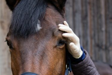 Pferdekauf – Gewährleistung – Unmöglichkeit der Nacherfüllung