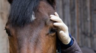 Vereinbarung einer Beschaffenheitsgarantie beim Kauf eines Pferdes