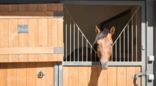 Hobby-Pferdehaltung mit Unterbringung von Hobby-Reitpferden – Nachbarrechte