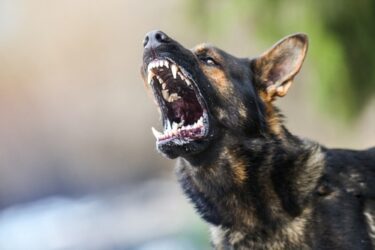 Verstoß gegen HundeVO – fahrlässig verursachter Hundebiss