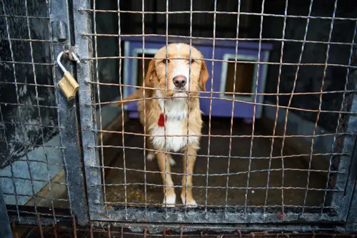 Verpflichtung Hundehalter zur Ausbruchsicherung Grundstück